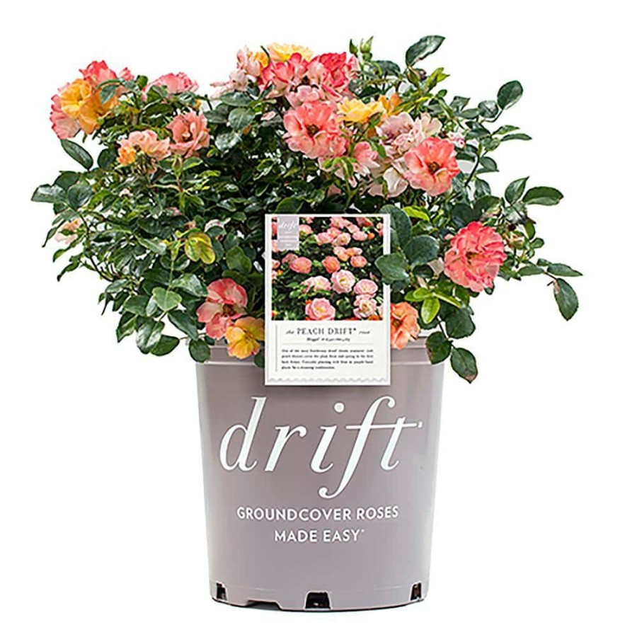 Outdoor Plants * | Buy 2 Gal. The Peach Rose Bush With Pink Orange Flowers By Drift