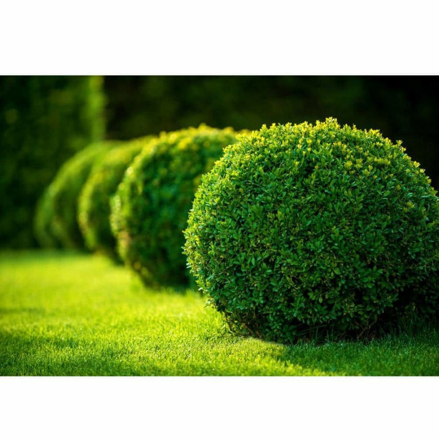 Outdoor Plants * | Top 10 1 Gal. Green Gem Boxwood Shrub With Naturally Rounded Form By Online Orchards