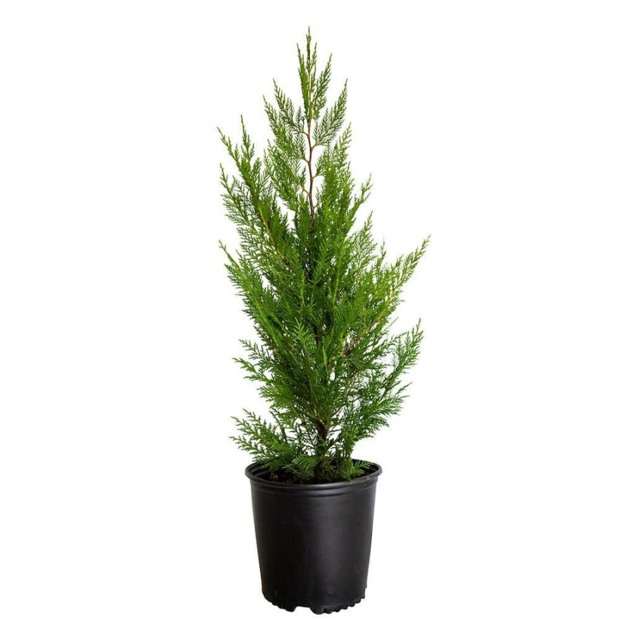 Outdoor Plants * | Cheap 2.5 Gal Leyland Cypress, Live Evergreen Tree, Rich Green Foliage By Flowerwood