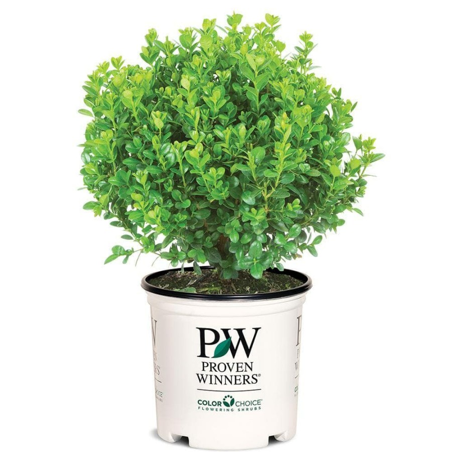 Outdoor Plants * | Best Deal 2 Gal. Sprinter Boxwood Shrub With Glossy Evergreen Foliage By Proven Winners