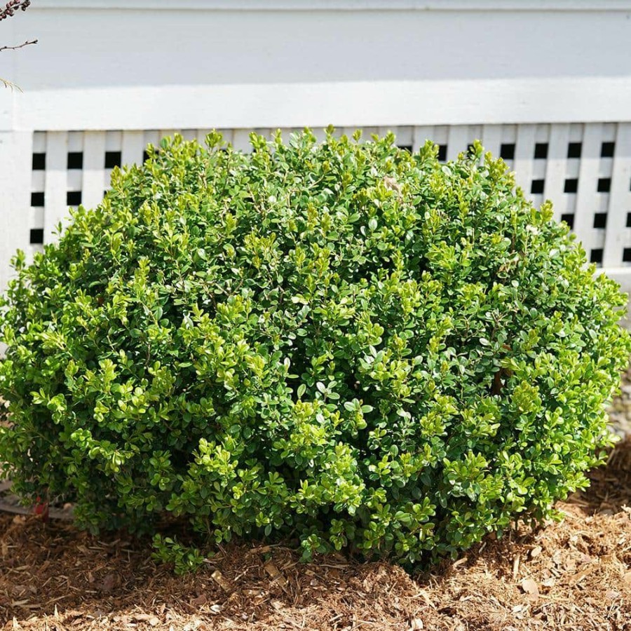 Outdoor Plants * | Best Deal 2 Gal. Sprinter Boxwood Shrub With Glossy Evergreen Foliage By Proven Winners