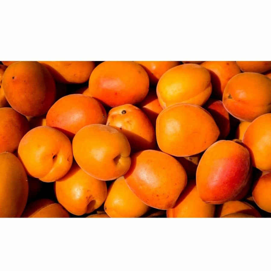 Outdoor Plants * | Best Sale Dwarf Goldcot Apricot Tree Bare Root By Online Orchards