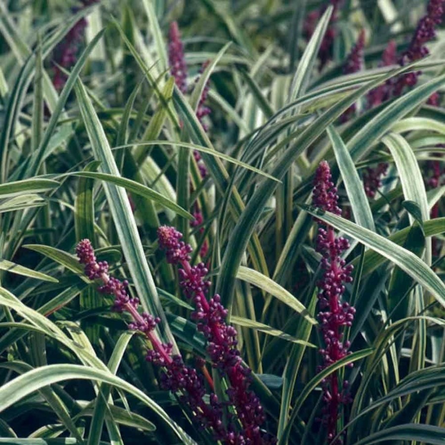 Outdoor Plants * | Best Reviews Of 2.5 Qt. Variegated Liriope Live Groundcover Grass By Flowerwood