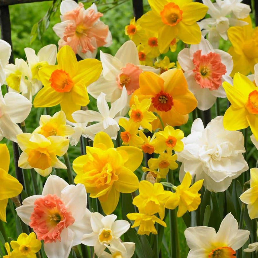 Outdoor Plants * | Top 10 Daffodils Bulbs Kitchen Sink Mixture (Set Of 50) By Van Zyverden