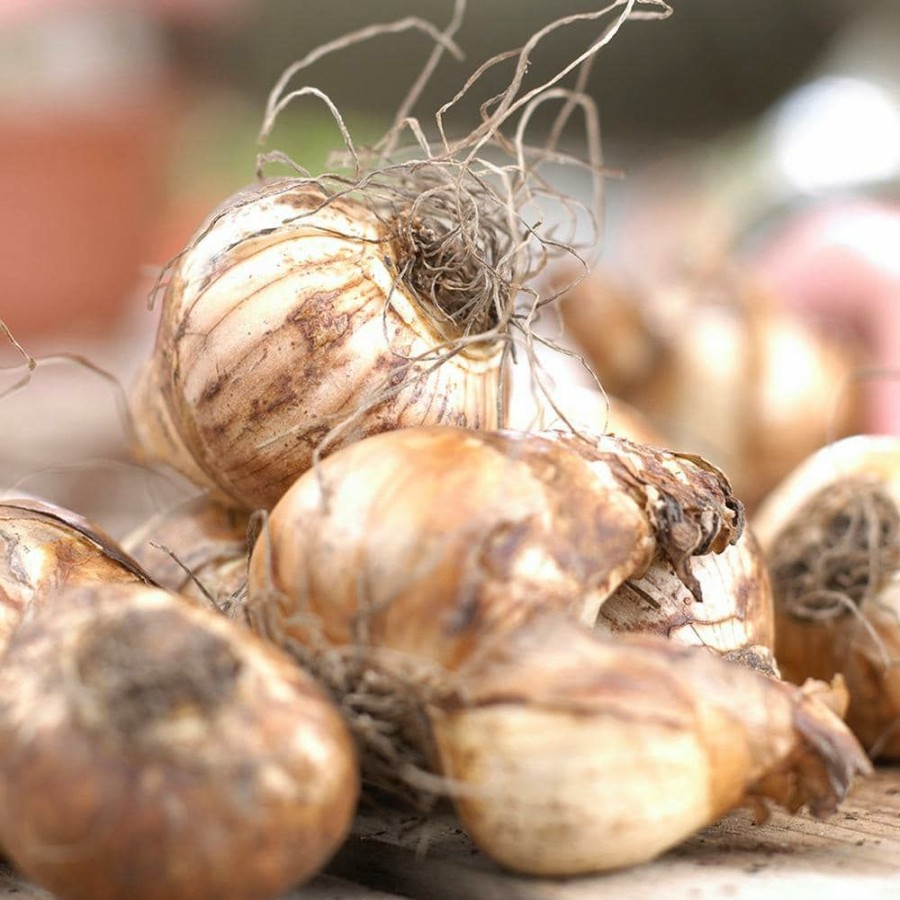 Outdoor Plants * | Top 10 Daffodils Bulbs Kitchen Sink Mixture (Set Of 50) By Van Zyverden