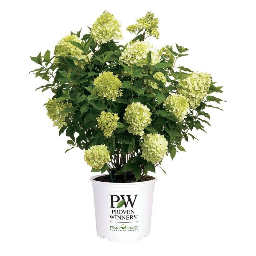 Outdoor Plants * | Outlet 2 Gal. Limelight Prime Hydrangea Shrub With Green To Pink Flowers By Unbranded