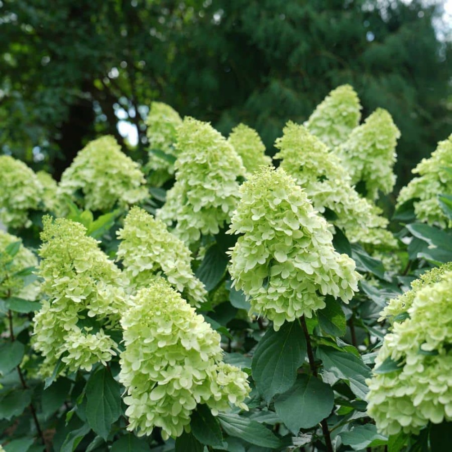 Outdoor Plants * | Outlet 2 Gal. Limelight Prime Hydrangea Shrub With Green To Pink Flowers By Unbranded