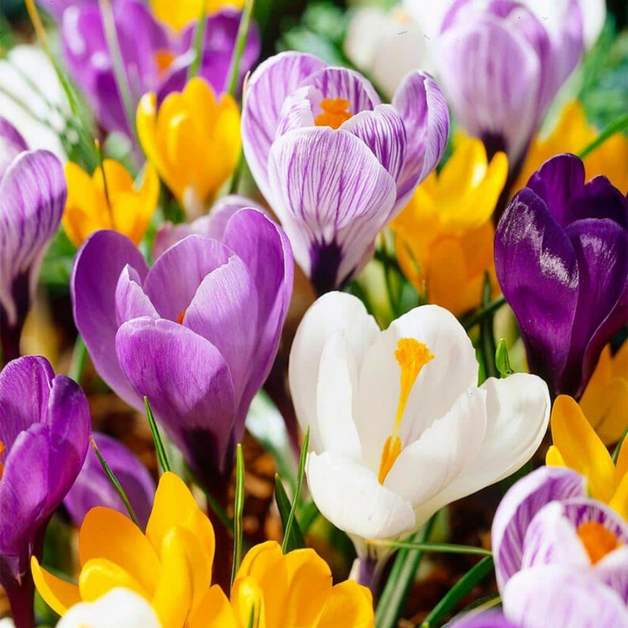 Outdoor Plants * | Discount 8/9 Cm Dutch Crocus Bulbs Large Flowering Mixed (Bag Of 50) By Garden State Bulb