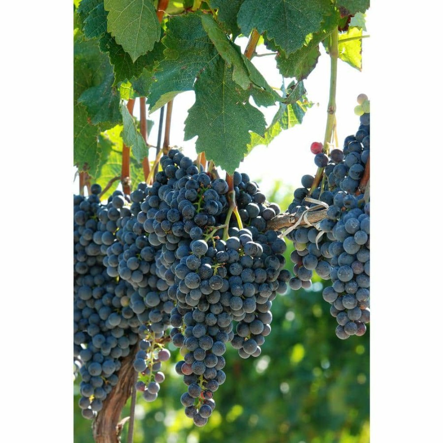 Outdoor Plants * | Budget 2 Gal. Vitis (Grape) Staked Concord Grape By Bell Nursery