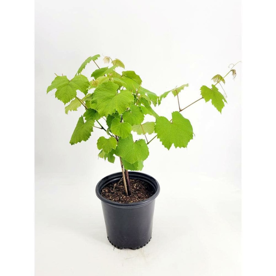 Outdoor Plants * | Budget 2 Gal. Vitis (Grape) Staked Concord Grape By Bell Nursery