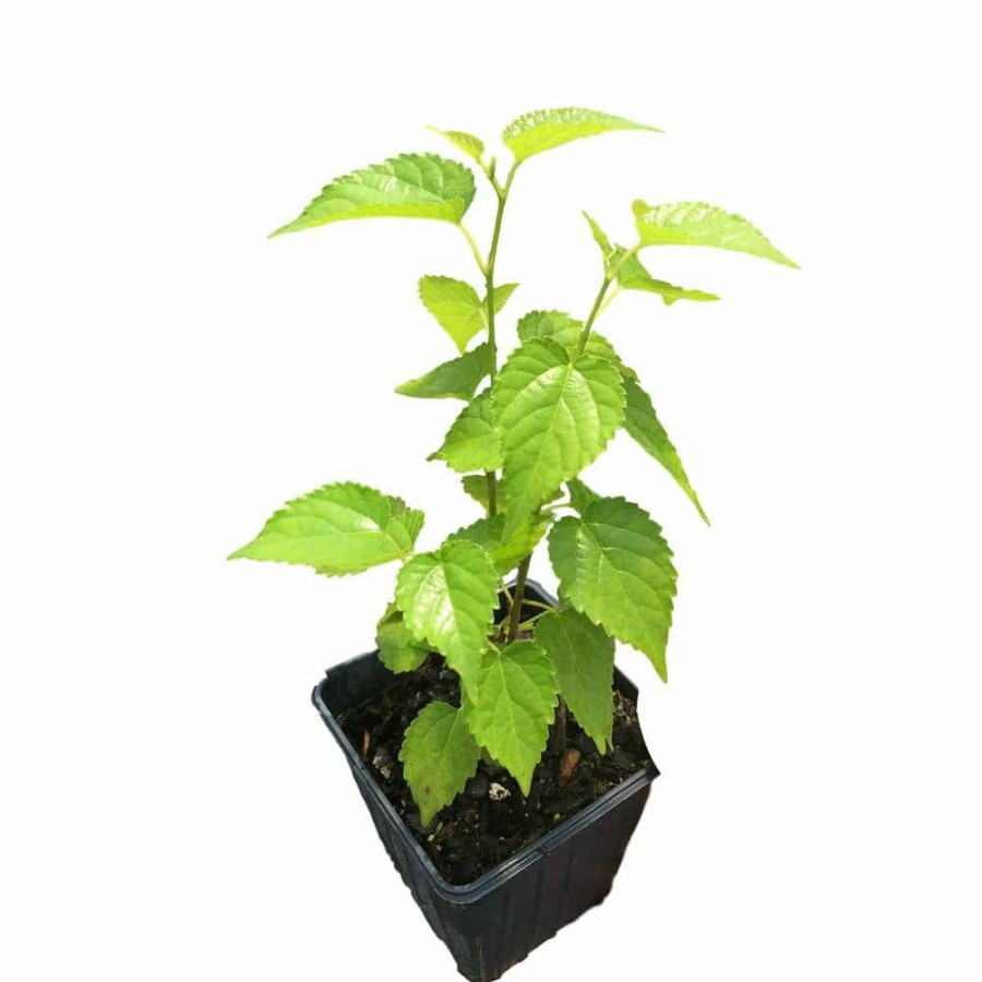 Outdoor Plants * | Budget Dwarf Mulberry Plant In A 4 In. Pot By Daylily Nursery