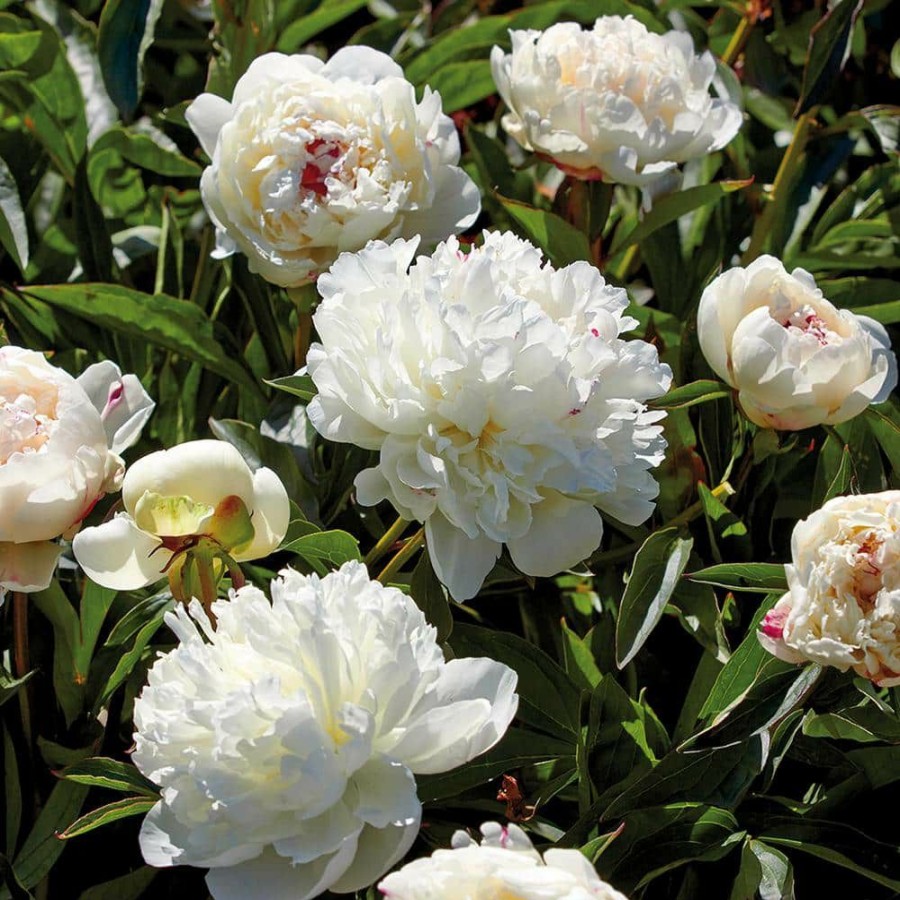 Outdoor Plants * | Best Sale Peonies Bulbs Festiva Maxima (Set Of 3 Roots) By Van Zyverden