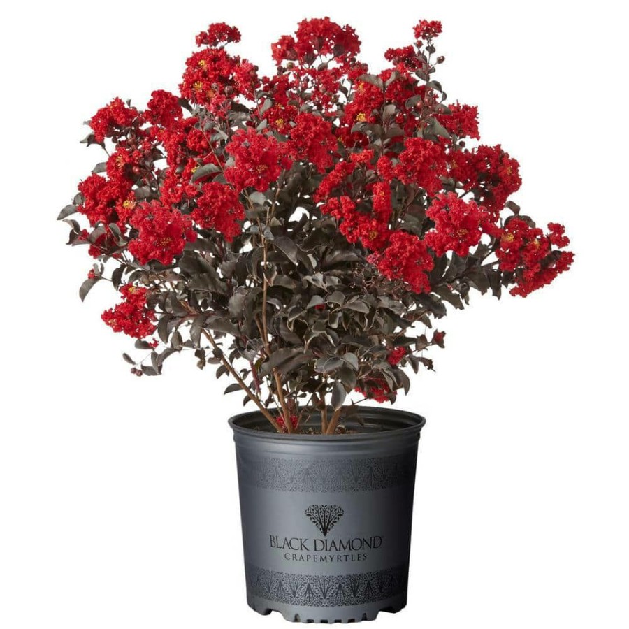 Outdoor Plants * | Outlet 7 Gal. Best Red Crape Myrtle Tree With Red Flowers By Black Diamond