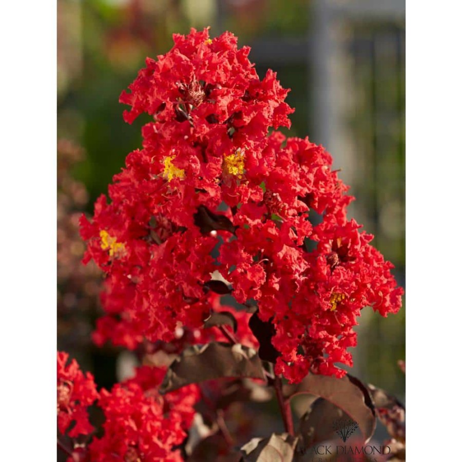 Outdoor Plants * | Outlet 7 Gal. Best Red Crape Myrtle Tree With Red Flowers By Black Diamond