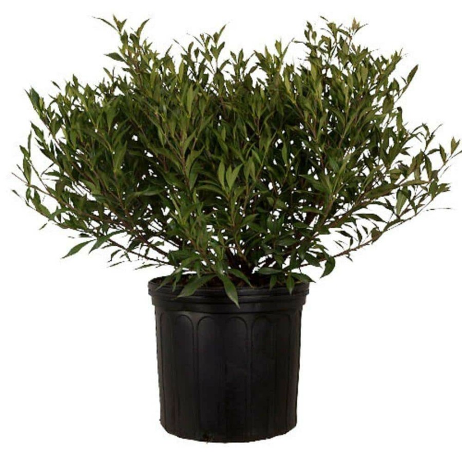 Outdoor Plants * | Outlet 2.5 Gal Frost Proof Gardenia, Live Evergreen Shrub, White Fragrant Blooms By Flowerwood