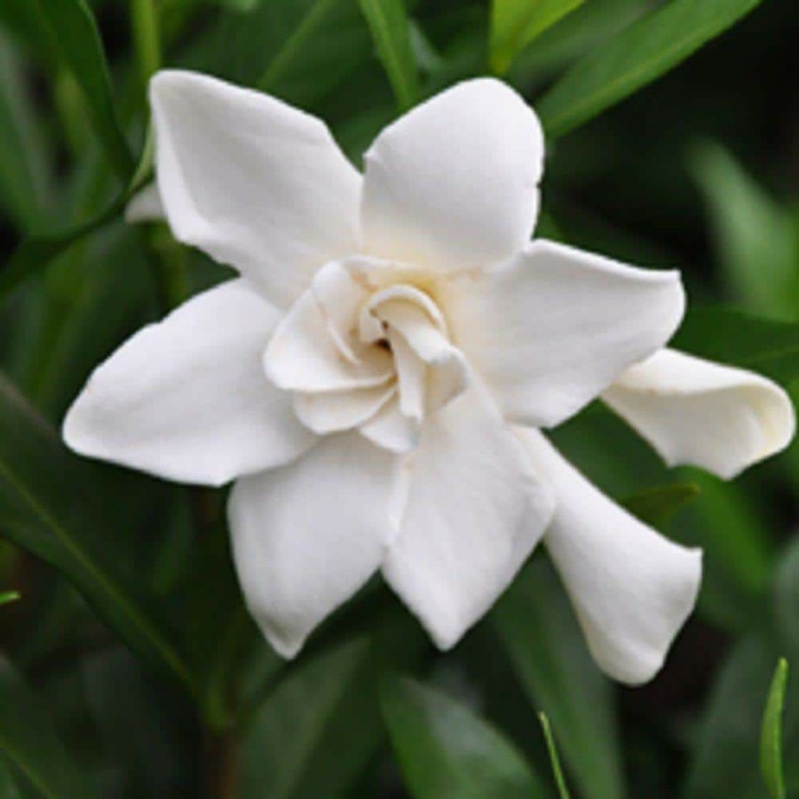 Outdoor Plants * | Outlet 2.5 Gal Frost Proof Gardenia, Live Evergreen Shrub, White Fragrant Blooms By Flowerwood