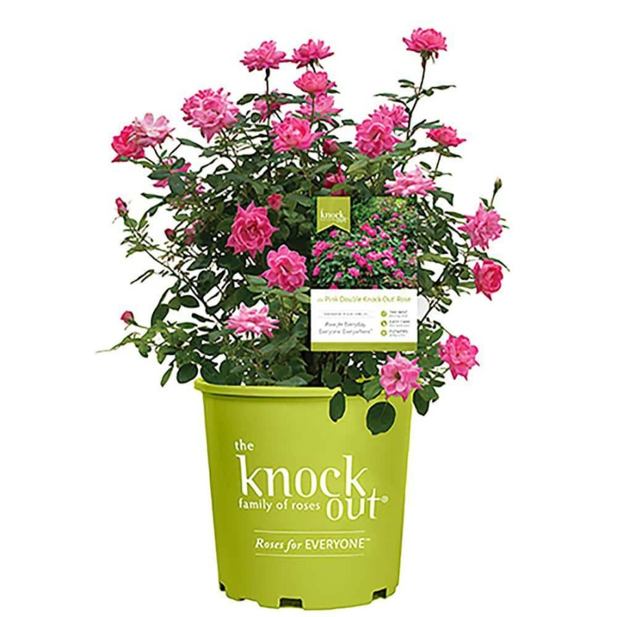 Outdoor Plants * | Cheapest 1 Gal. The Pink Double Knock Out Rose Bush With Pink Flowers