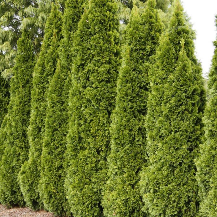 Outdoor Plants * | Deals 4 Ft. Tall Emerald Green Arborvitae (Thuja) Starter Hedge Kit, Live Evergreen Bareroot Plants (3-Pack) By Gardens Alive!