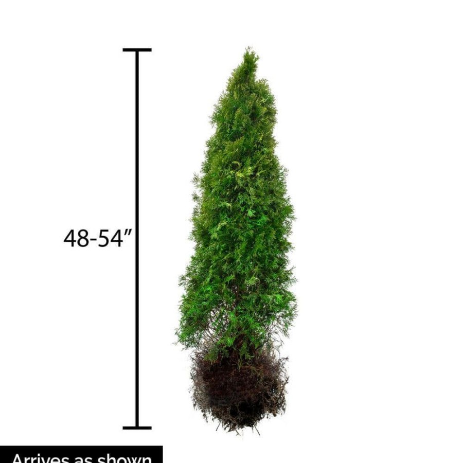 Outdoor Plants * | Deals 4 Ft. Tall Emerald Green Arborvitae (Thuja) Starter Hedge Kit, Live Evergreen Bareroot Plants (3-Pack) By Gardens Alive!