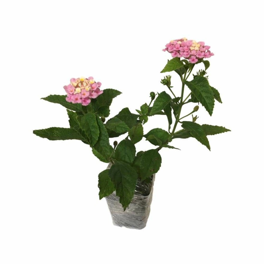 Outdoor Plants * | Cheapest Lantana Mix 3-Plants In 3-Separate 2.25 In. Pots By Daylily Nursery