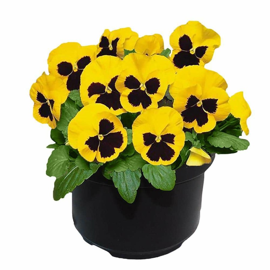 Outdoor Plants * | Outlet 8 In. Pansy Annual Plant With Yellow And Black Blooms By Unbranded