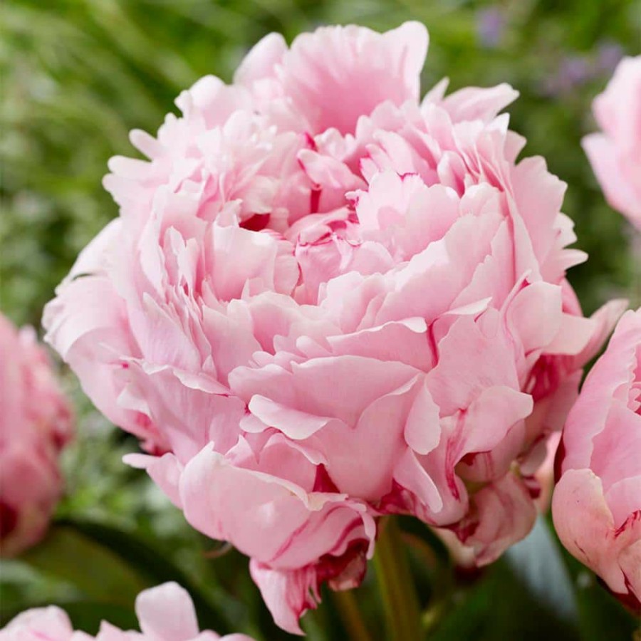 Outdoor Plants * | Brand New Peonies Sarah Bernhardt Bulbs (5-Pack) By Van Zyverden