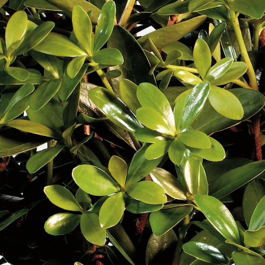 Outdoor Plants * | Best Deal 3 Gal. Bigfoot Cleyera Live Fast Growing Evergreen Shrub, Glossy Foliage By Southern Living Plant Collection