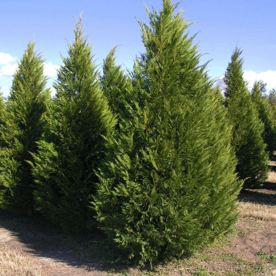 Outdoor Plants * | New Leyland Cypress By Unbranded