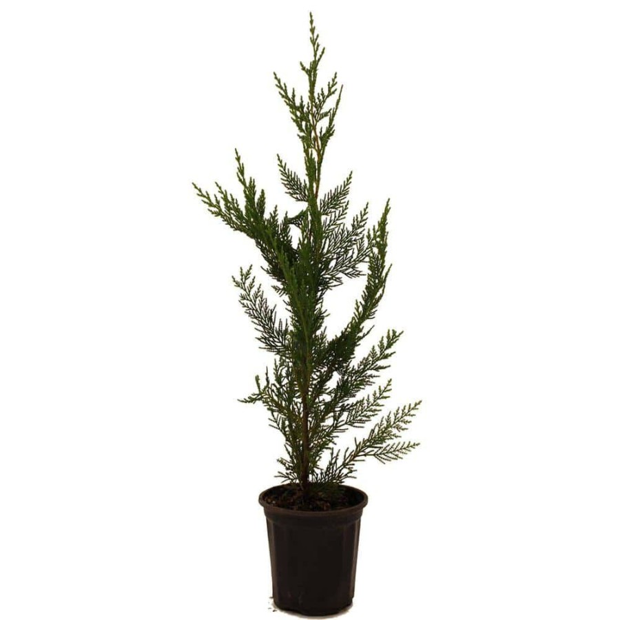 Outdoor Plants * | New Leyland Cypress By Unbranded