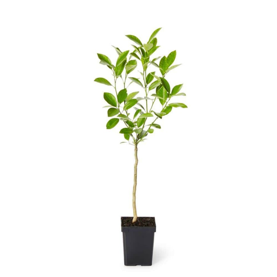 Outdoor Plants * | Discount 1 Qt. Persian Bearss Lime Tree By Brighter Blooms