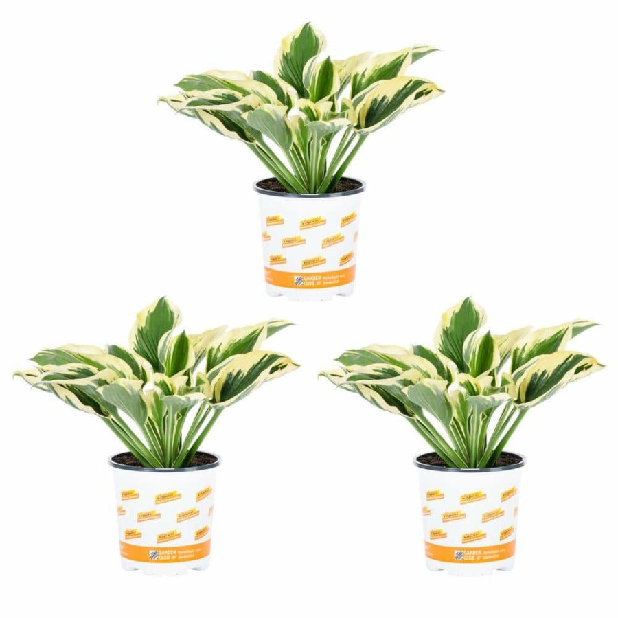 Outdoor Plants * | Coupon 2.5 Qt. Green Variegated Patriot Hosta Perennial Plant (3-Pack) By Vigoro