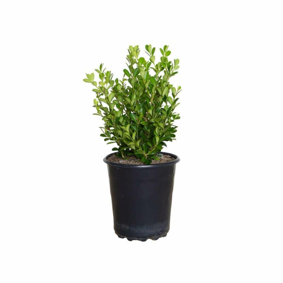 Outdoor Plants * | Deals 2.5 Qt. Japanese Boxwood (Buxus) Shrub, Live Evergreen Hedge Plant With Green Deer-Resistant Foliage By Flowerwood