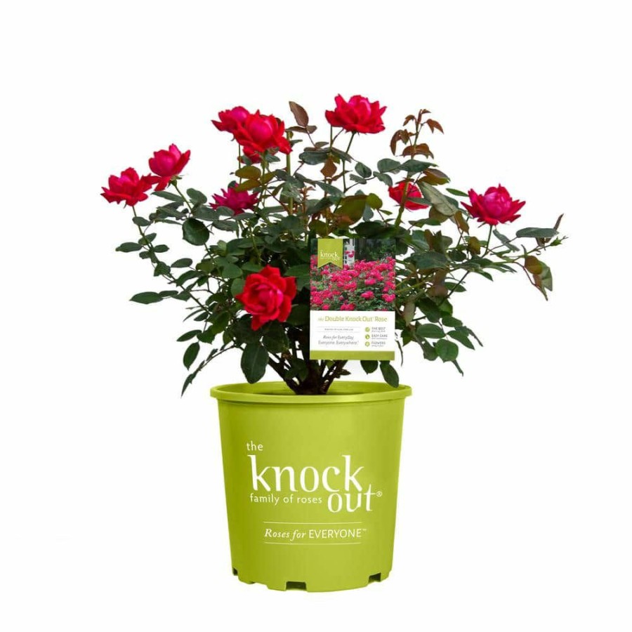 Outdoor Plants * | Best Reviews Of 3 Gal. Red The Double Knock Out Rose Bush With Red Flowers