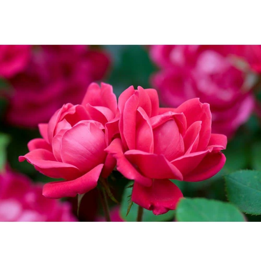 Outdoor Plants * | Best Reviews Of 3 Gal. Red The Double Knock Out Rose Bush With Red Flowers