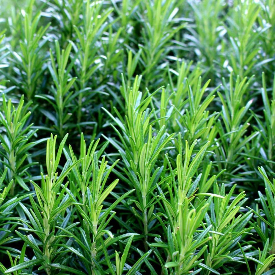 Outdoor Plants * | Budget 1 Gal. Rosemary Evergreen Plant With Pale Blue To White Flowers By Unbranded