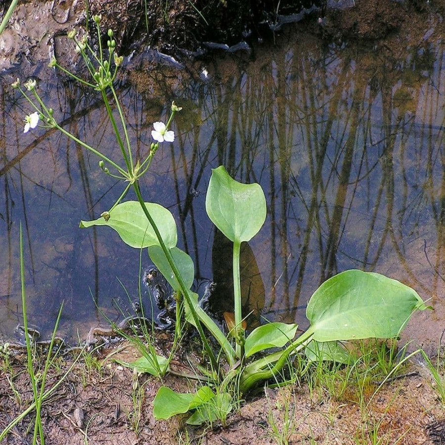 Outdoor Plants * | Best Reviews Of Givhandys 4 In. Potted Water Plantain Bog/Marginal Aquatic Pond Plant By Unbranded