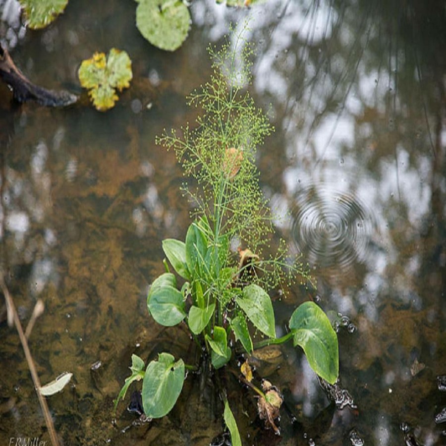 Outdoor Plants * | Best Reviews Of Givhandys 4 In. Potted Water Plantain Bog/Marginal Aquatic Pond Plant By Unbranded