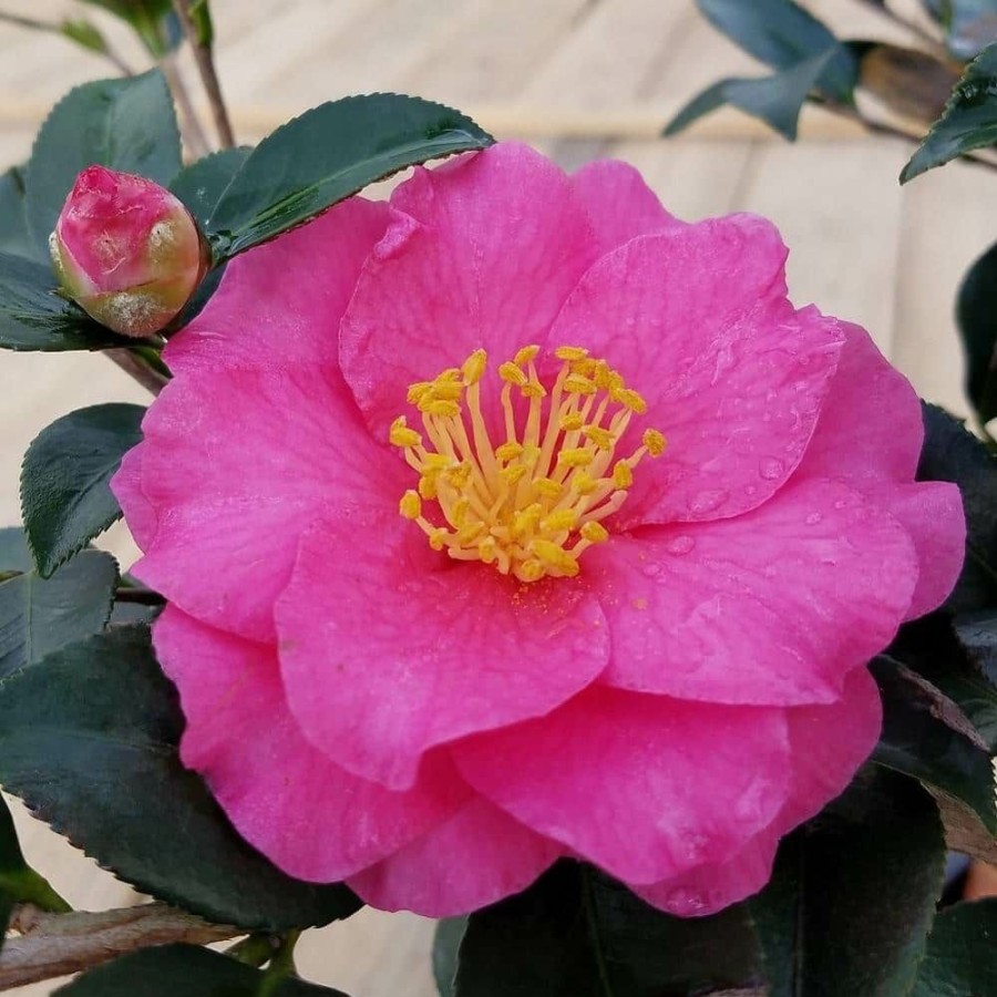 Outdoor Plants * | Discount 2.5 Gal Shishi Gashira Camellia(Sasanqua) Evergreen Shrub With Pink Blooms, Live Plant By Flowerwood