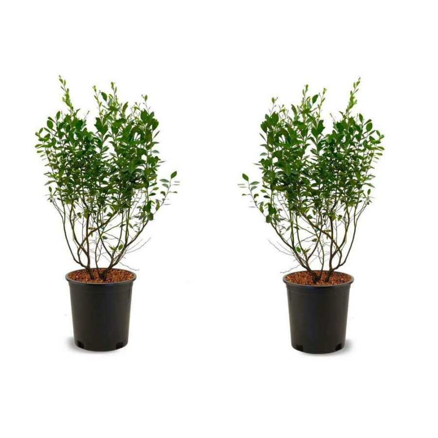 Outdoor Plants * | Flash Sale 1 Gal. Elliot Blueberry Plant (2-Pack) By Online Orchards