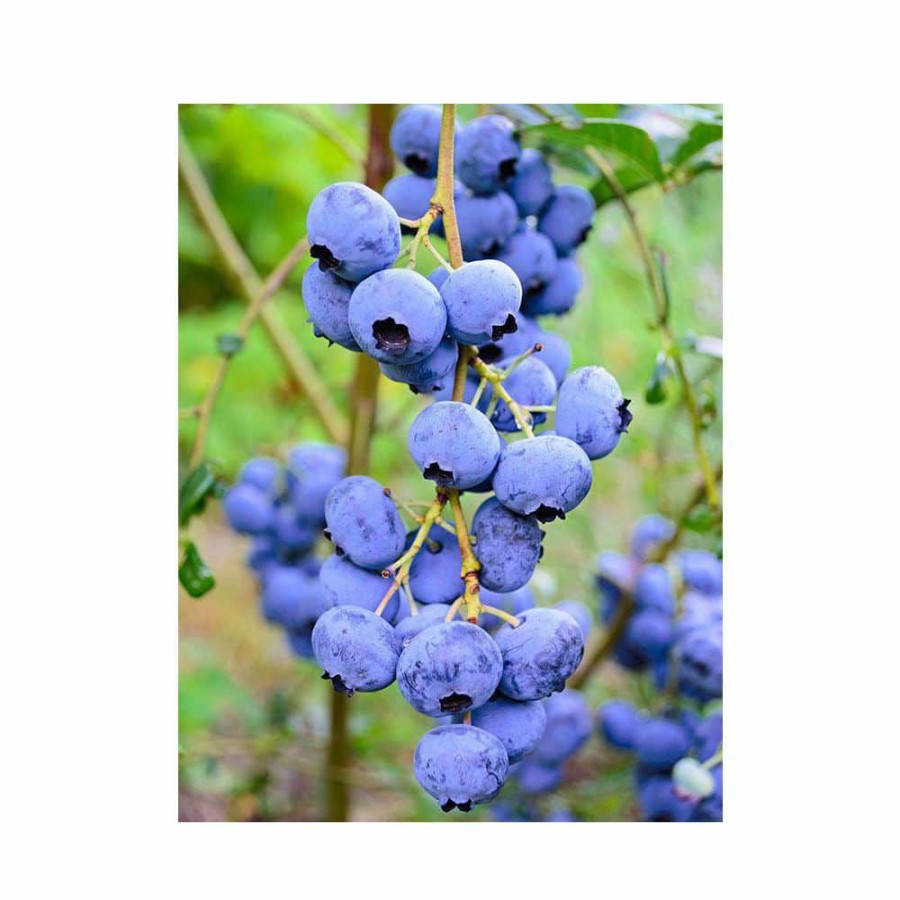 Outdoor Plants * | Flash Sale 1 Gal. Elliot Blueberry Plant (2-Pack) By Online Orchards