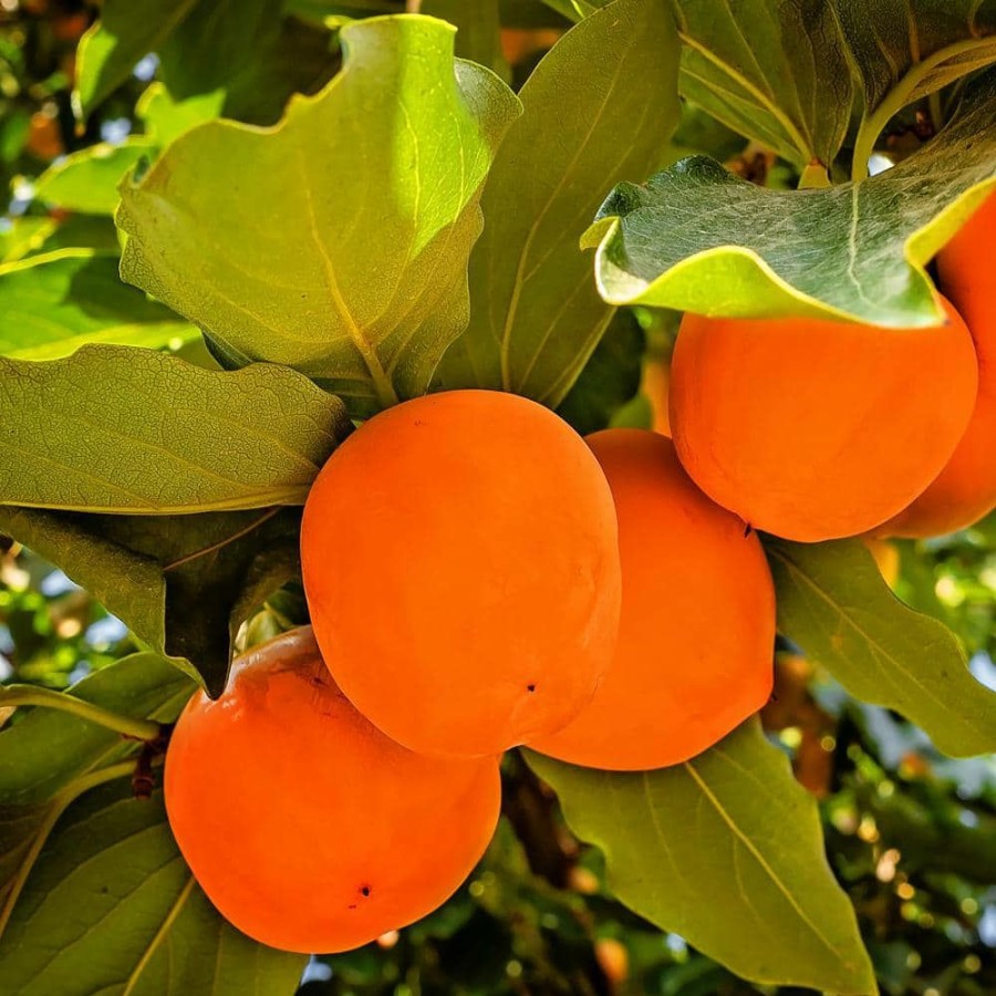 Outdoor Plants * | Coupon 5 Gal. Fuyu Jiro Persimmon Tree By Unbranded