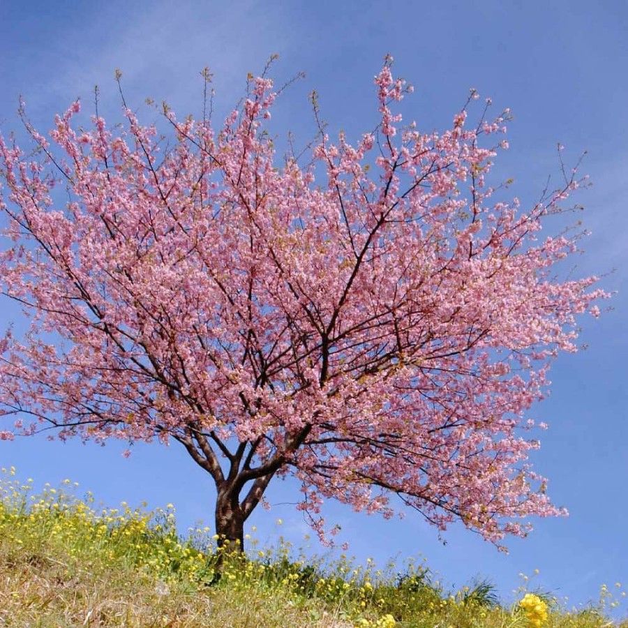 Outdoor Plants * | Flash Sale 5 Gal. Pink Blooms Kwanzan Cherry Tree By Brighter Blooms