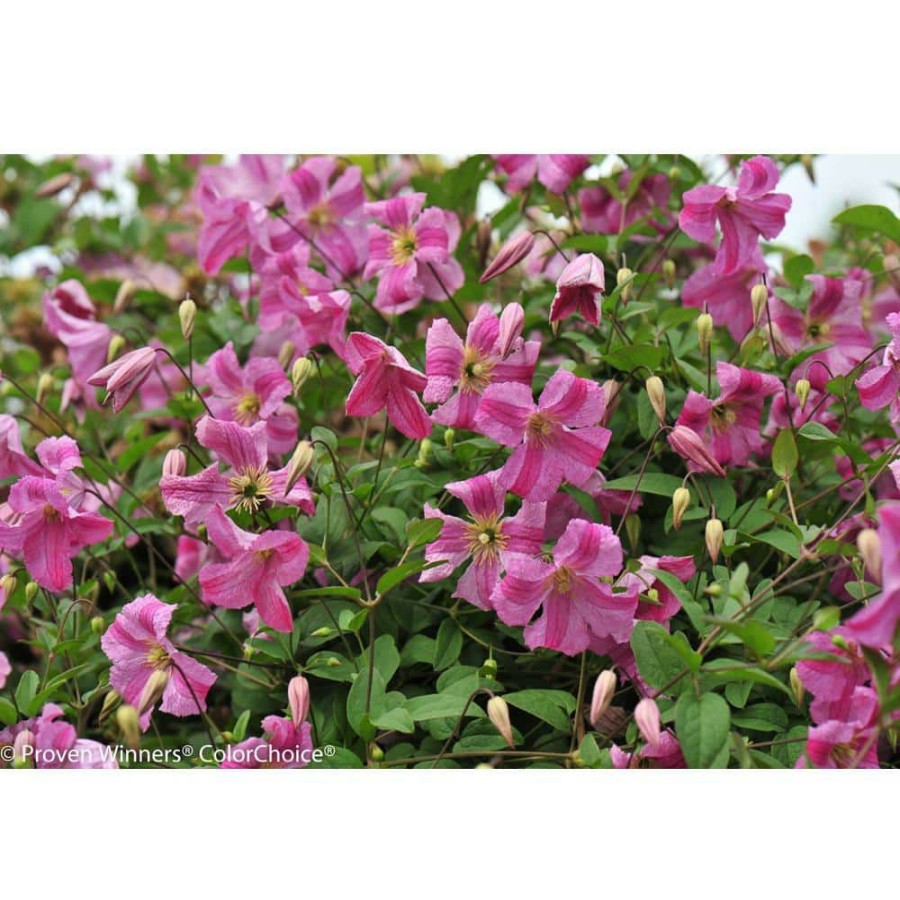 Outdoor Plants * | Wholesale 4.5 In. Qt. Pink Mink (Clematis) Live Shrub, Pink Flowers By Proven Winners