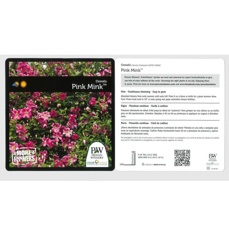 Outdoor Plants * | Wholesale 4.5 In. Qt. Pink Mink (Clematis) Live Shrub, Pink Flowers By Proven Winners