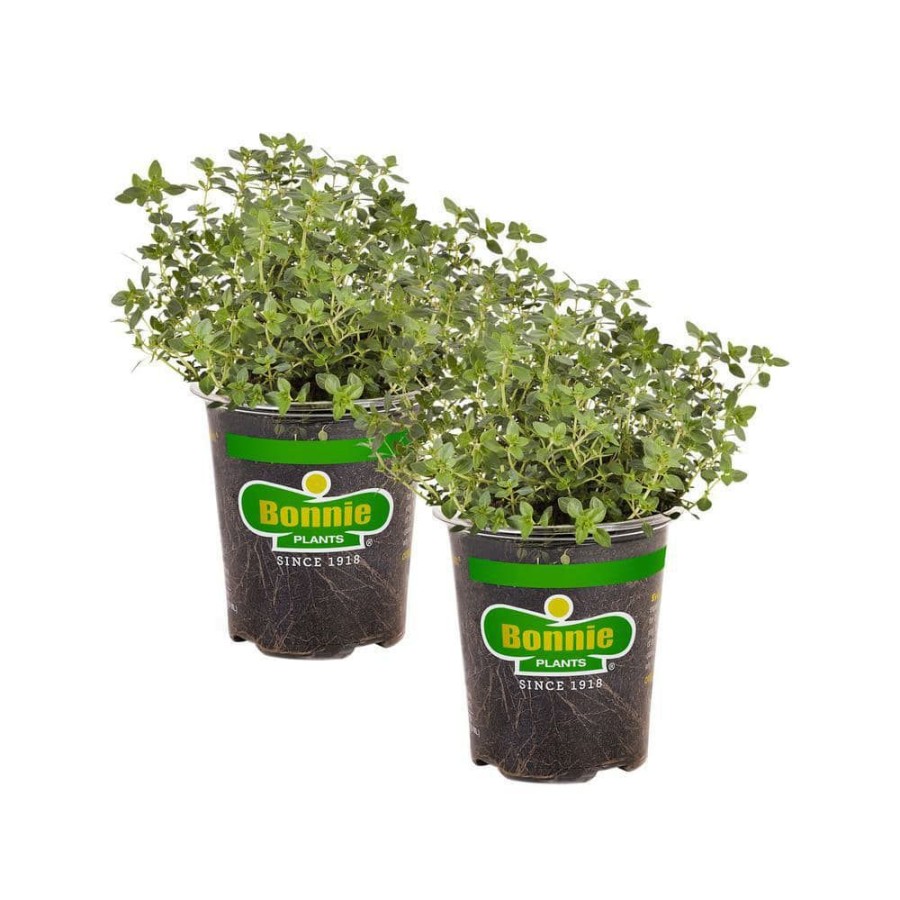 Outdoor Plants * | Best Pirce 19 Oz. Lemon Thyme Herb Plant (2-Pack) By Bonnie Plants