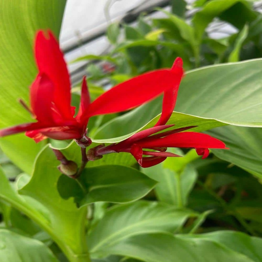 Outdoor Plants * | Coupon Givhandys 4 In. Potted Bali Nights Canna Bog/Marginal Aquatic Pond Plant By Unbranded