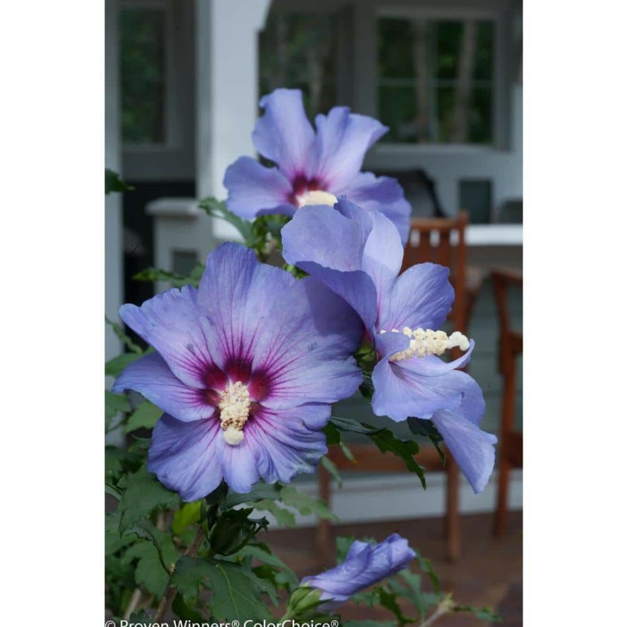 Outdoor Plants * | Cheapest 4.5 In. Qt. Azurri Blue Satin Rose Of Sharon (Hibiscus) Live Shrub, Blue Flowers By Proven Winners