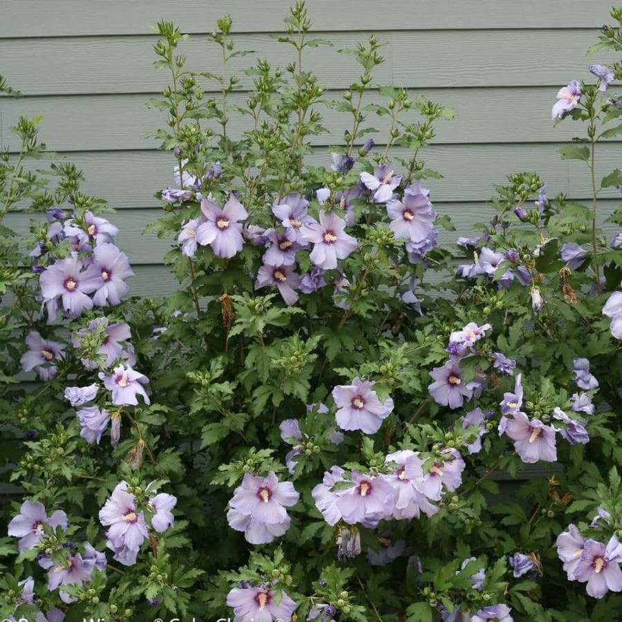 Outdoor Plants * | Cheapest 4.5 In. Qt. Azurri Blue Satin Rose Of Sharon (Hibiscus) Live Shrub, Blue Flowers By Proven Winners