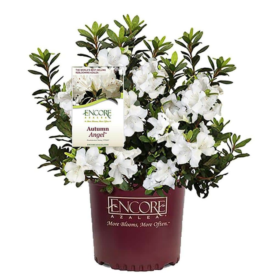 Outdoor Plants * | Best Pirce 1 Gal. Autumn Angel Shrub With White Flowers By Encore Azalea