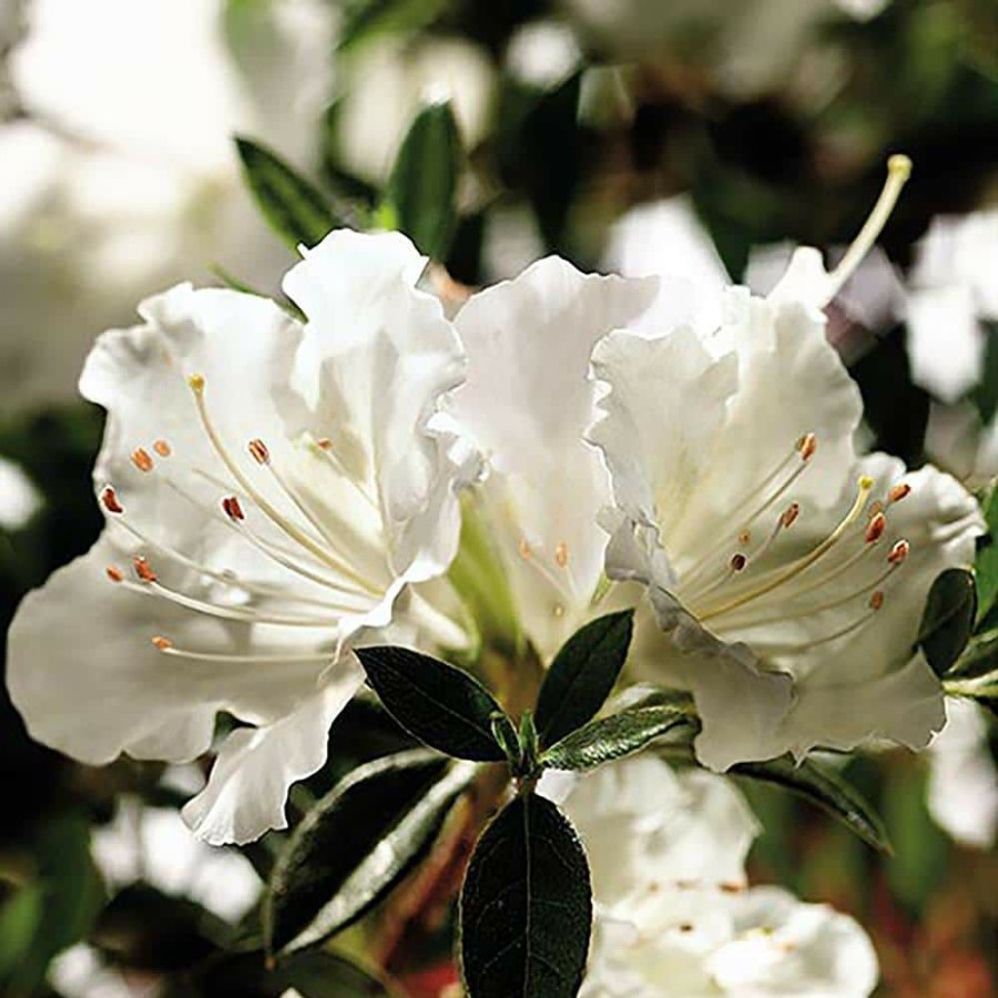 Outdoor Plants * | Best Pirce 1 Gal. Autumn Angel Shrub With White Flowers By Encore Azalea